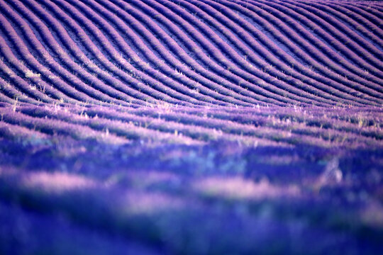 Lavender plantation, Brihuega, Guadalajara province, Castilla La Mancha, Spain