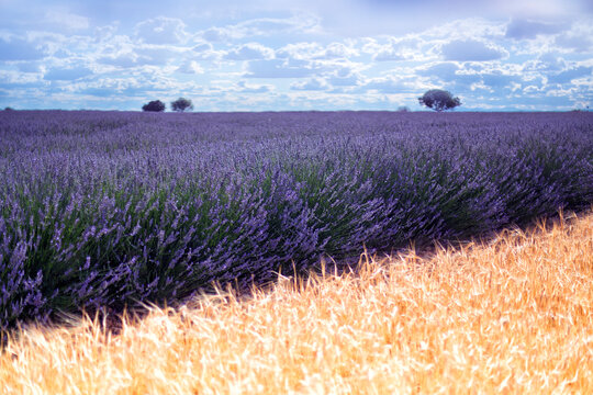 Clouds over lavender plantation, Brihuega, Guadalajara, Spain