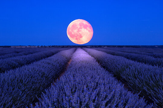 Night scene with moon in lavender field of Brihuega, Guadalajara, Castilla La Mancha, Spain