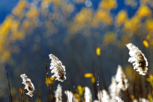 Wicker grown in Natural Park of Serrania de Cuenca, Canamares, Castilla la Mancha, Spain