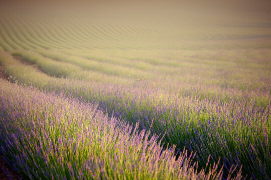 Lavender field, Brihuega, Guadalajara province, Castilla&Acirc;&nbsp;La&Acirc;&nbsp;Mancha, Spain