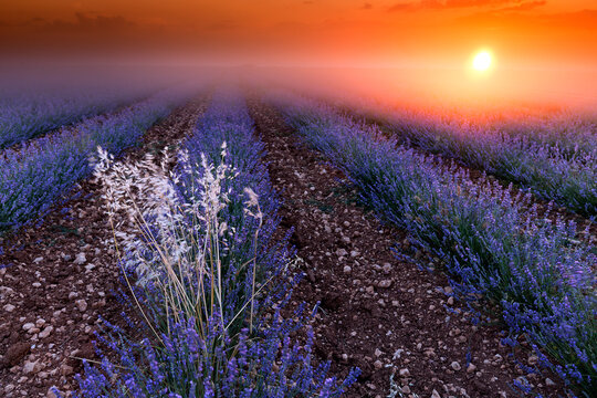 Lavender field, Brihuega, Guadalajara province, Castilla&Acirc;&nbsp;La&Acirc;&nbsp;Mancha, Spain