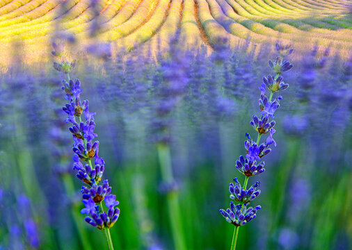 Close-up of lavender field, Brihuega, Guadalajara province, Castilla&Acirc;&nbsp;La&Acirc;&nbsp;Mancha, Spain