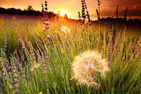Close-up&Acirc;&nbsp;of lavender field with dandelions, Brihuega, Guadalajara province, Castilla&Acirc;&nbsp;La&Acirc;&nbsp;Mancha, Spain