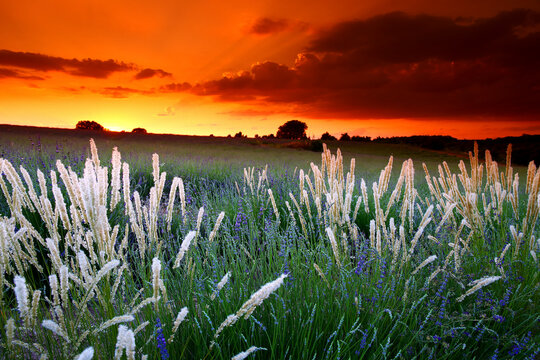 Lavender field, Brihuega, Guadalajara province, Castilla&Acirc;&nbsp;La&Acirc;&nbsp;Mancha, Spain