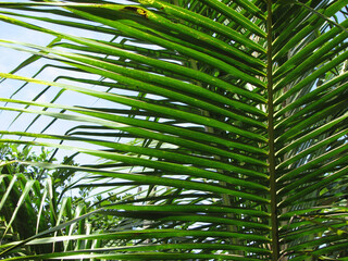 Closeup shot of coconut palm leaf
