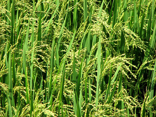 Paddy plants in bloom