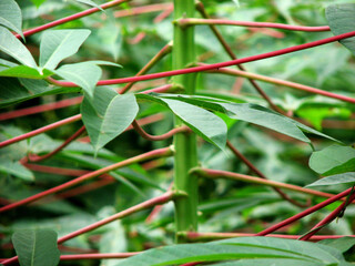 Obraz premium Closeup of tapioca plant