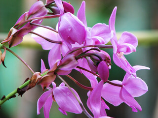 Closeup of Orchid flower