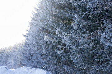 A delightful pine branch covered in frost on a blurry gray background of a coniferous forest. Copy space.