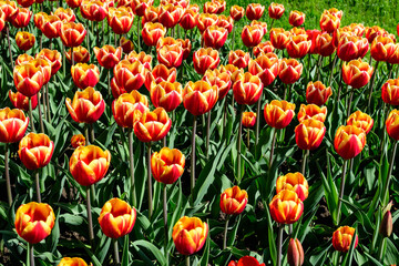 Many delicate vivid red and yellow tulips in full bloom in a sunny spring garden, beautiful outdoor floral background photographed with soft focus