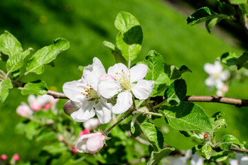 Close up of a branch with delicate white apple tree flowers in full bloom with blurred background in a garden in a sunny spring day, beautiful Japanese cherry blossoms floral background, sakura