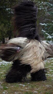 Kuker doing his traditional Kukeri dance at Surva festival 2023 in Pernik