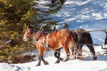 Una carrozza trainata da due cavalli sulle Dolomiti del Trentino, Fuciade, Passo San Pellegrino.