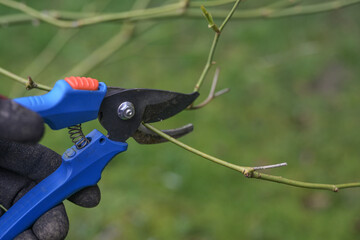 Hand with blue garden shears cutting a branch in spring, seasonal rose and shrub pruning, green background, copy space, selected focus