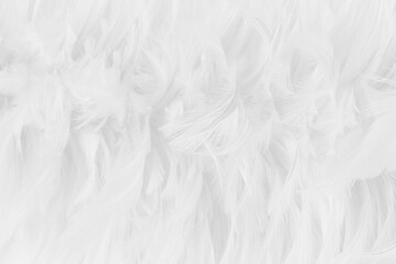Beautiful white grey bird feathers pattern texture background.