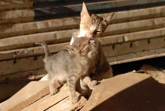 エジプト・アスワンのストリートで暮らす猫の親子 （2006年12月）