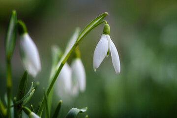 White flower of a snowdrop (Galantus) growing in the meadow in early spring, close up shot, dark green background, copy space, selected focus