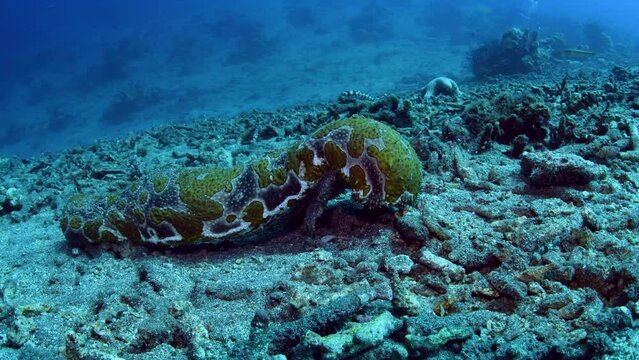 A giant sea cucumber on the sea bottom. Underwater life of Tulamben, Bali, Indonesia. 