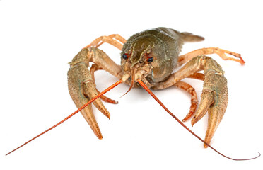fresh live crayfish on a light background