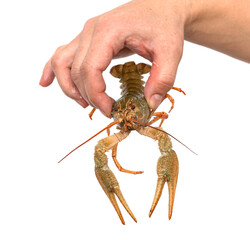 fresh live crayfish on a light background