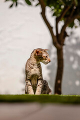 Oriental breed cat walks across the grass in the backyard