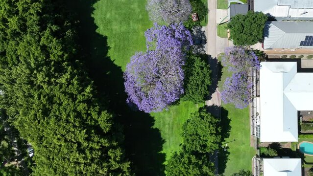 Top down drone shot of Jacaranda trees in full bloom, purple flowers contrasting nicely against green grass from football field. Shot near UQ St Lucia Campus. 4k