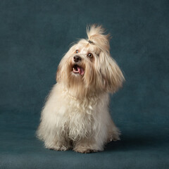 Havanese Cuban Bichon with a ponytail on his head. Fluffy dog sits on a dark blue background. Studio pet portrait. 
