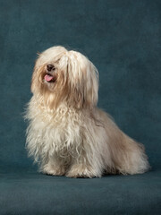 Havanese Cuban Bichon is smiling. Fluffy dog sits on a dark blue background. Studio pet portrait. 