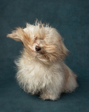 The air is blowing on Havanese Cuban Bichon. Fluffy dog sits on a dark blue background. Studio pet portrait. 