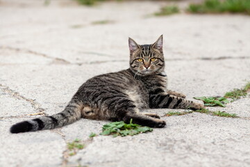 Domestic tabby cat lying down on the ground and watching.