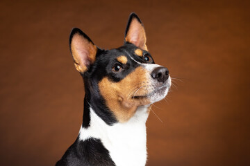 Naklejka na ściany i meble Portrait of smiling african basenji breed dog on brown background