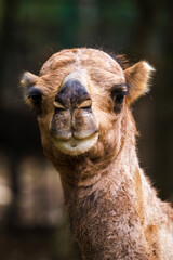 Obraz premium Portrait of Camel