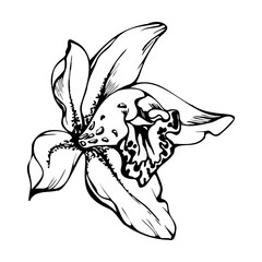 Hand drawn vector ink orchid, monochrome, detailed outline. Close-up drawing of single cymbidium exotic flower. Isolated on white background. Design for wall art, wedding, print, tattoo, cover, card.