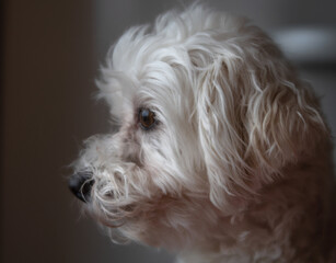 Profile portrait of a Maltese dog.