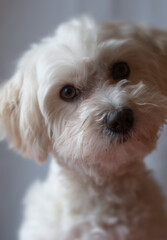 Close up portrait of a  Maltese dog.