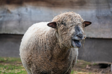 sheep in the field
