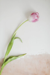 single fresh pink tulip isolated on a white background. banner, top view, spring concept. March 8th, Easter or Valentine's day greeting card