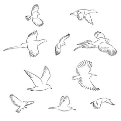 10 Fliegende Vögel Lineart Vektor Zeichnungen | Flying Birds Vector Drawings