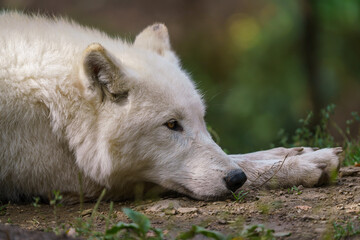 Fototapeta premium Arctic wolf enjoying the morning sun (Canis lupus arctos)