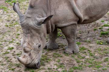 Obraz premium Rhinoceros (Diceros bicornis) with large horns