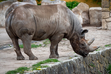 Fototapeta premium Rhinoceros (Diceros bicornis) with large horns