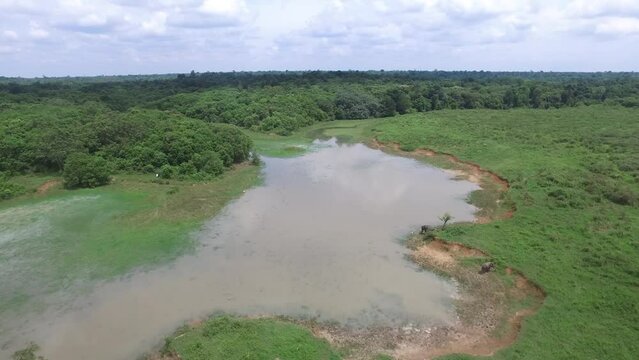 view from drone camera, meadow, river, trees and three elephants by the river in Indonesia's Way Kambas Forest National Park.