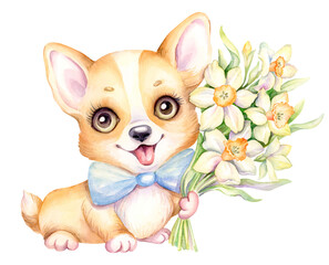 Welsh Corgi puppy and flowers, hand drawn watercolor illustration. Cartoon cute baby dog with spring bouquet of yellow daffodils.  Perfect for invitations, birthday, mothers day and greeting card, PNG