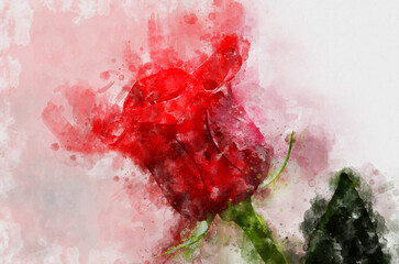 Enchanting Rose Beauty: Captivating Watercolor Illustration