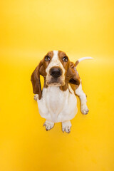 Basset hound three months old puppy looking up in camera. Funny dog portrait against yellow background.