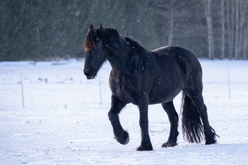 Fototapeta na wymiar Black Friesian horse in winter.