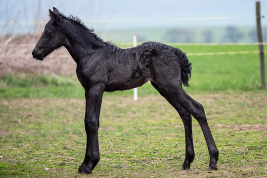 Black foal. Young horse on pasture.