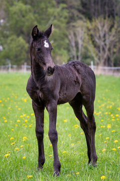 Black foal. Young horse on pasture.