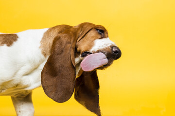 Basset hound three months old puppy licking glass. Funy dog portrait with tongue stick out. Yellow background. - obrazy, fototapety, plakaty